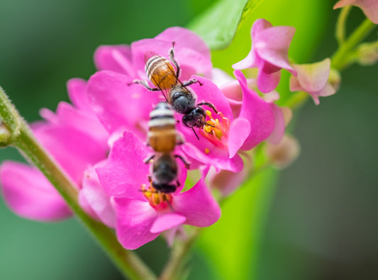 Two honeybees pollinating a bright pink flower
