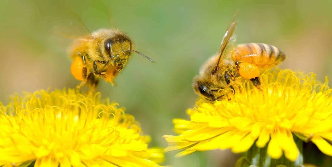 How do bees help our environment?