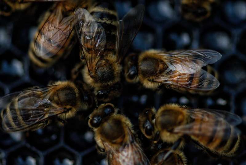 Honey bees on a comb at a USDA federal bee research laboratory, highlighting the importance of pollinator research for US food security