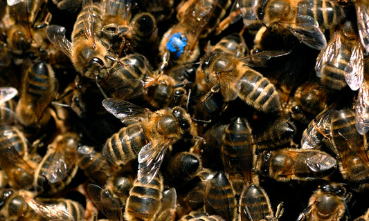 The British Black Bee and how to protect it