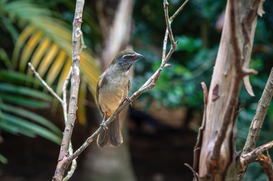 Nature’s Sweetest Collaboration: How Honey Hunters in Mozambique Team Up with Wild Birds