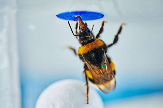 A bumble bee navigating a problem-solving task in a transparent arena, demonstrating spontaneous tool use