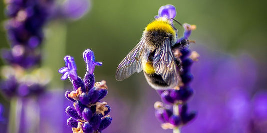 How are bees affected by microplastics?