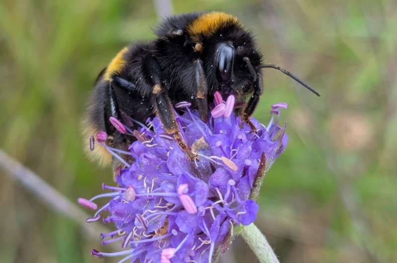 Close-up of a black and yellow bumblebee feeding on a purple flower