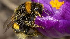 How can I support bees in my garden?
