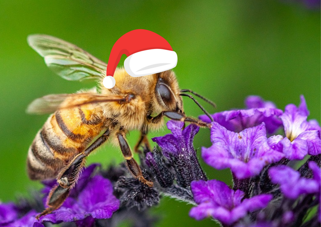 honeybee pollinating a purple flower wearing a christmas hat