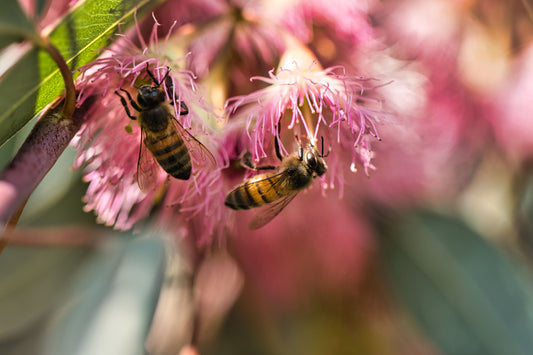 Good Nutrition Boosts Bees' Resilience