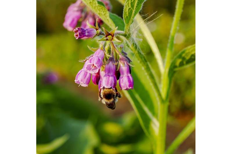 Comfrey (knitbone) plant, a traditional medicinal herb used for centuries to treat bruises, sprains and broken bones