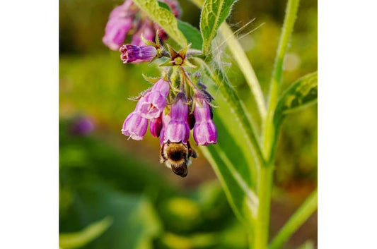 Comfrey (knitbone) plant, a traditional medicinal herb used for centuries to treat bruises, sprains and broken bones