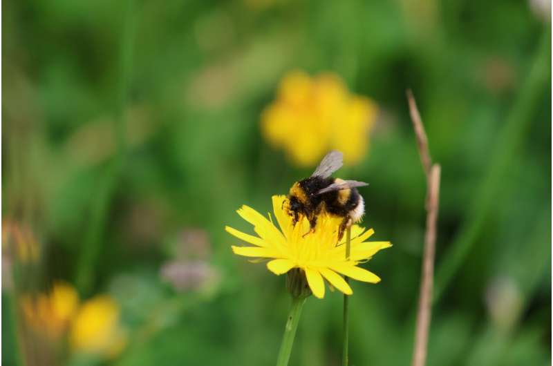 A bee foraging on a dandelion flower in summer