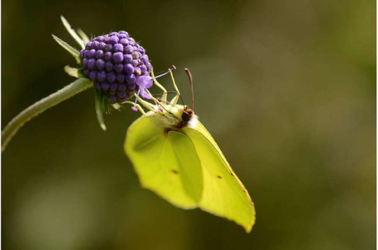 EU Commission draft legislation document on pesticide reform affecting biodiversity and pollinator protection