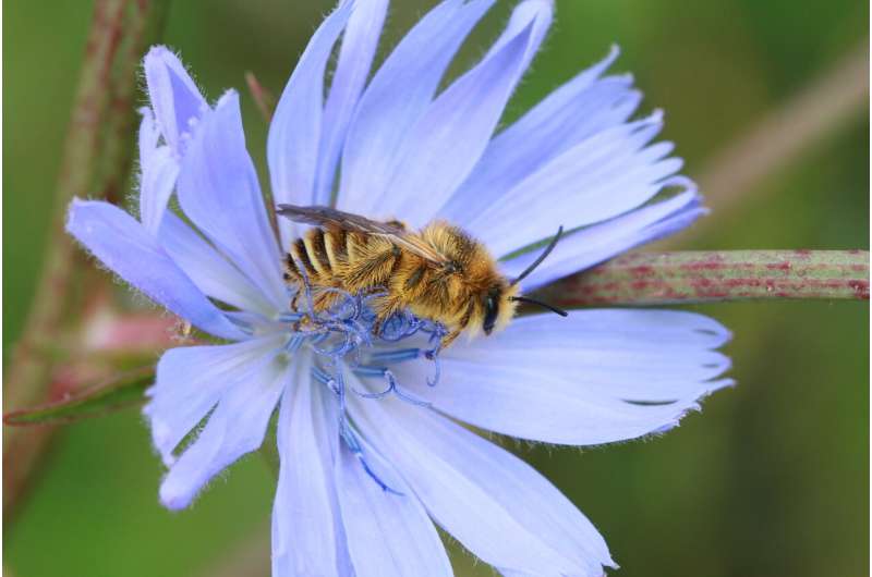 A bee feeding on a pale purple flower