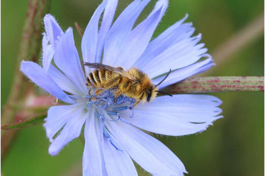 A bee feeding on a pale purple flower