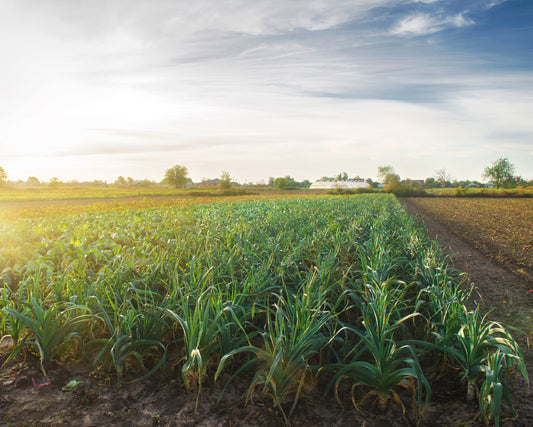 crops in a sunset, showcasing how crops can be valuable to bees and othe pollinators if farming and biodiversity can just work together 