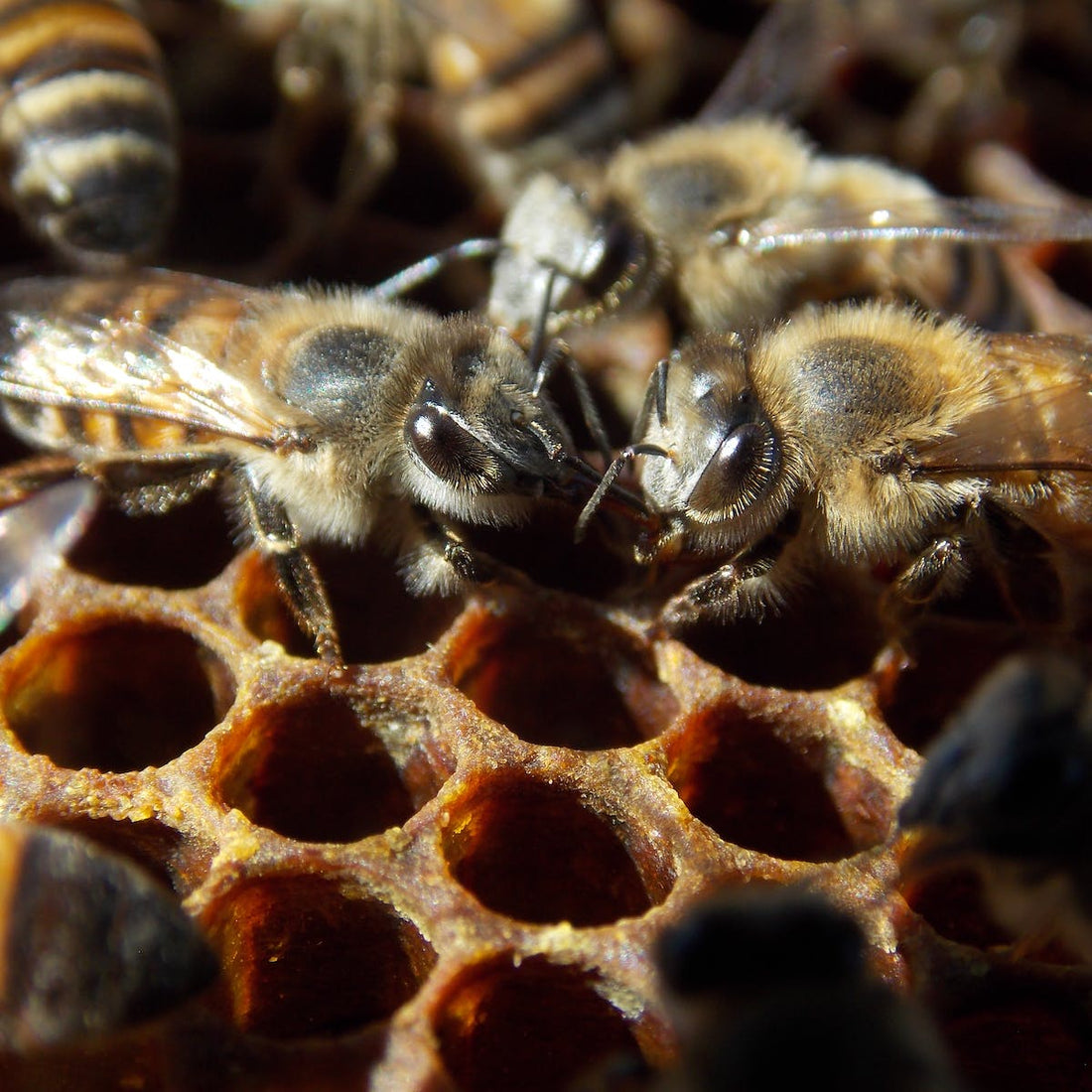 ESG, BNG, Biodiversity, Honey, bees, food 
