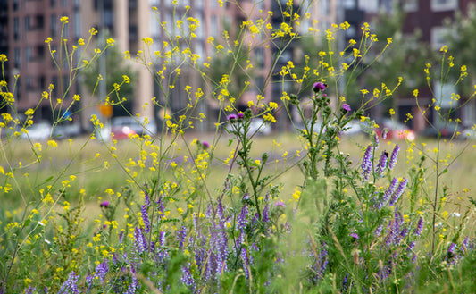 6 Industry Insights Into Biodiversity Net Gain