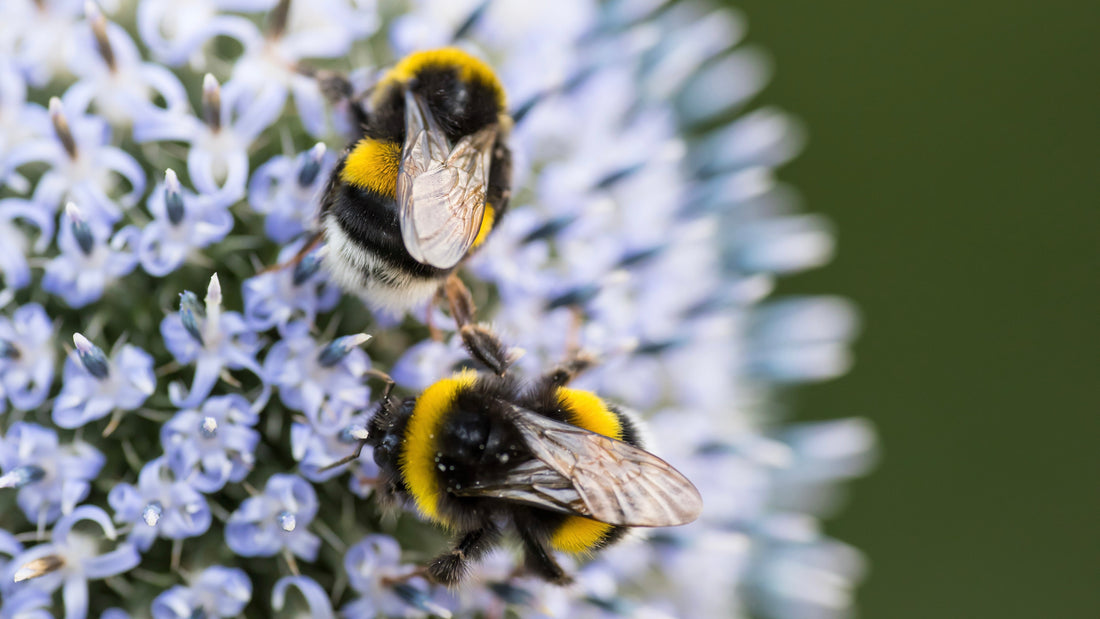 Stressed Bees Lose Their Buzz