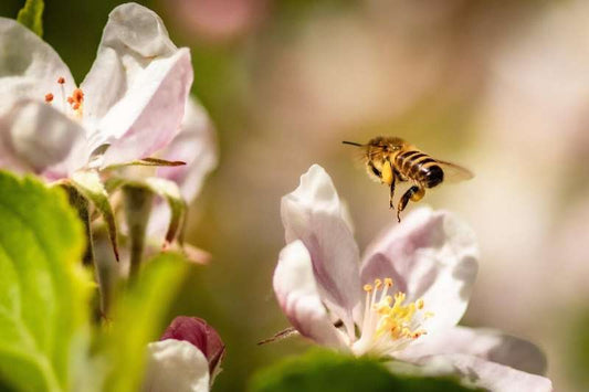 Close-up of a honey bee extending its proboscis during a conditioning experiment