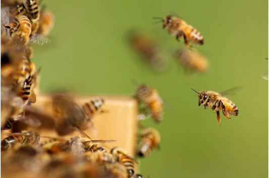 Gut parasite alters honey bee smell as infection progresses.