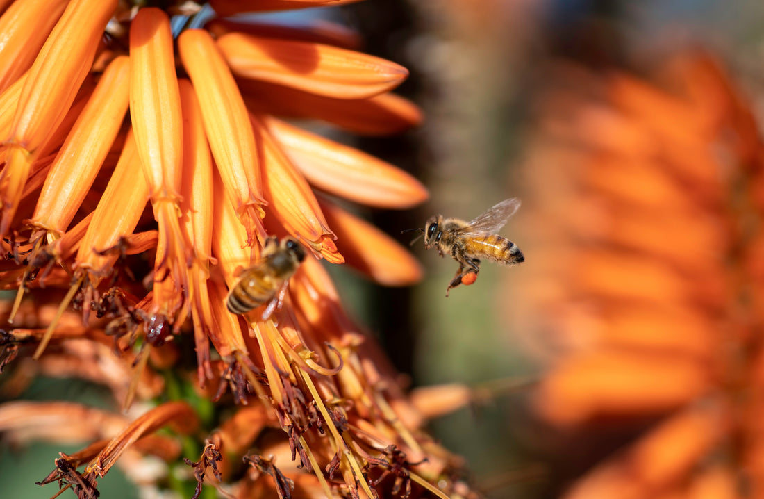 Honey bees gathering nectar