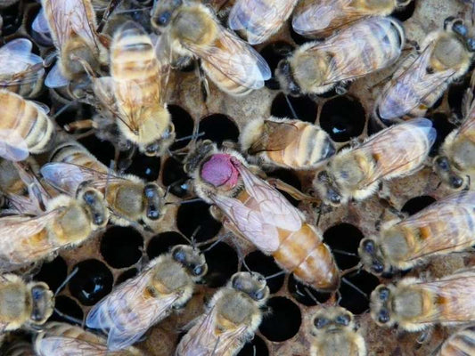 Honeybee queens push pesticides to eggs to protect themselves over their offspring, research reveals