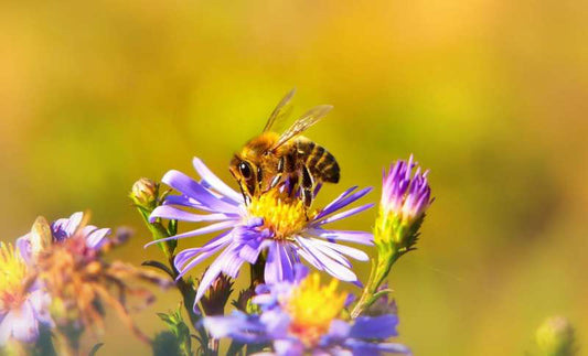 Close-up of honeybees on a hive, illustrating the impact of heat waves on bee fertility and pollination