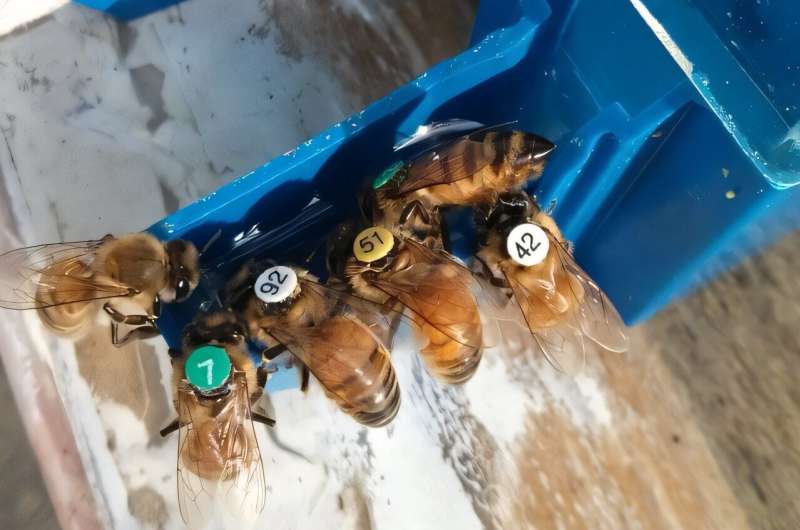 Honeybees adjust their dances based on information reliability, study reveals