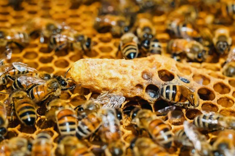 Close-up of honeybees and larvae inside a honeycomb, showing different stages of bee development