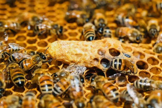 Close-up of honeybees and larvae inside a honeycomb, showing different stages of bee development