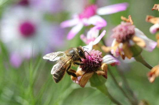 Honeybees struggle to gather nectar in August, direct measurements reveal