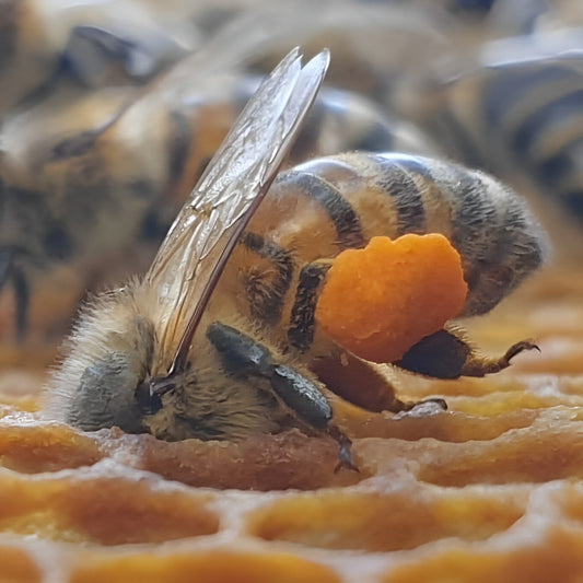 Bee venom therapy - Nature’s remedy