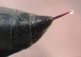 Bee Venom and Cancer