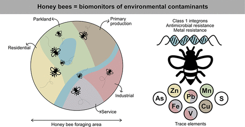 Tracing the Sources and Prevalence of Class 1 Integrons, Antimicrobial Resistance. Using Honey Bees