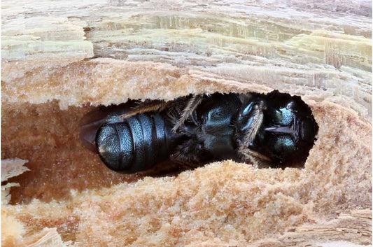 ESG, wild bees, Bee Conservation 