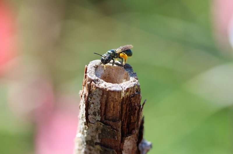 Wild Bees vs. Honey bees – thaliawhite