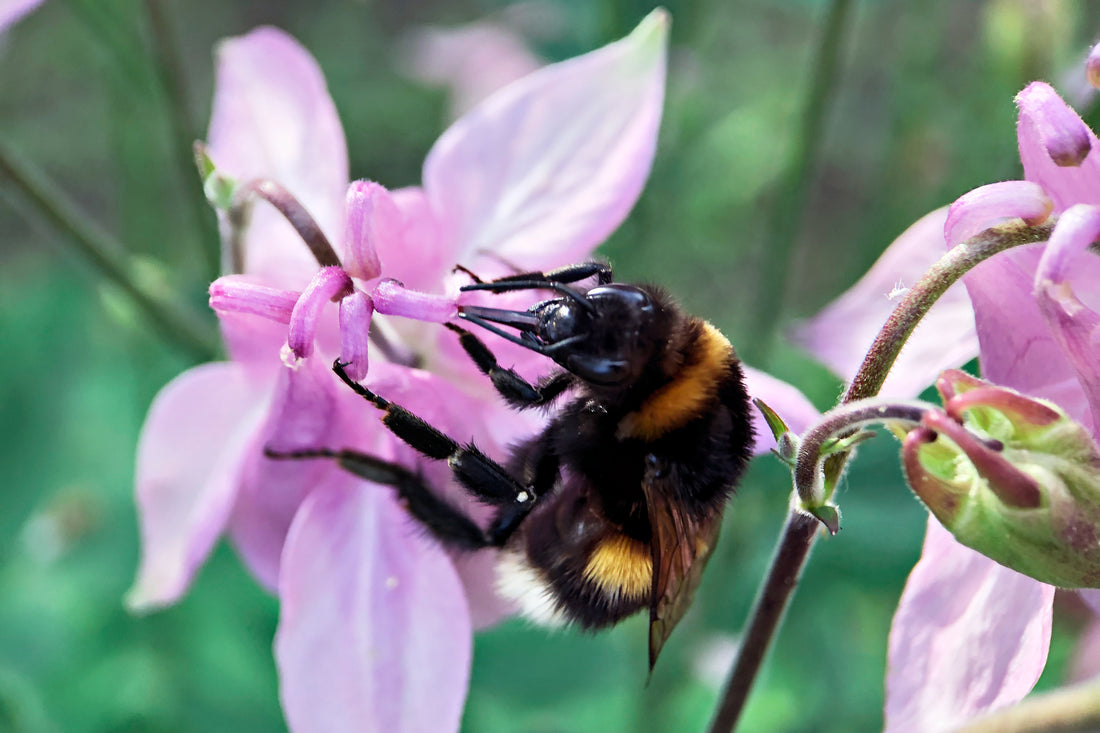 Wild Bumblebees Display Logical Reasoning