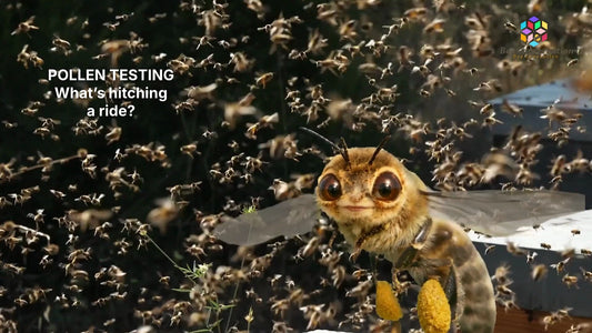 Bee Conservation’s talking bee introduces pollen testing: What’s hitching a ride?