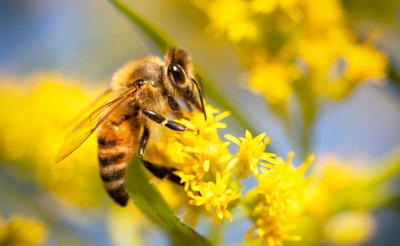 Close-up of an insect pollinator on a flowering crop, illustrating the vital role of bees and other pollinators in food production and human nutrition