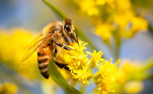 Close-up of an insect pollinator on a flowering crop, illustrating the vital role of bees and other pollinators in food production and human nutrition