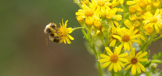 Could weeding your garden be harming bees?