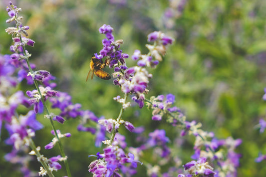 The Global Biodiversity Framework