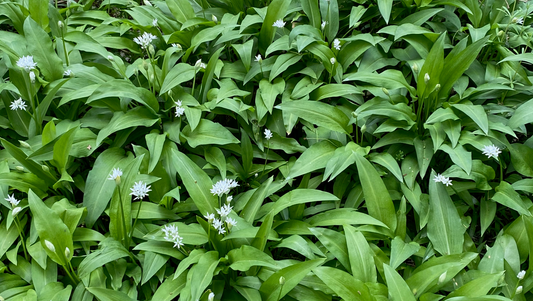 Your February Guide to Foraging