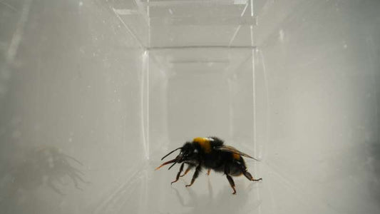 Bumblebee in research on emotion-like behaviour