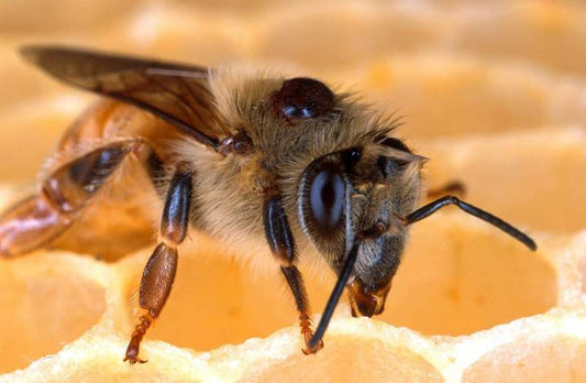 Spider venoms could stop deadly varroa mites killing honey bees