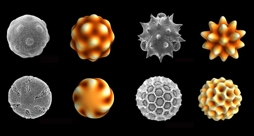 Pollen Test