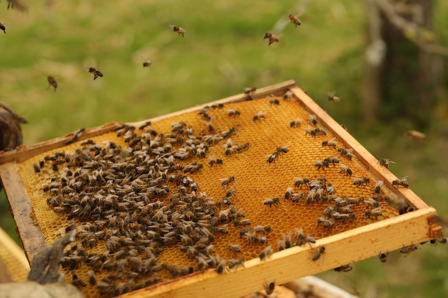 Non Branded Beehives - Hosted on our Charity/Farms