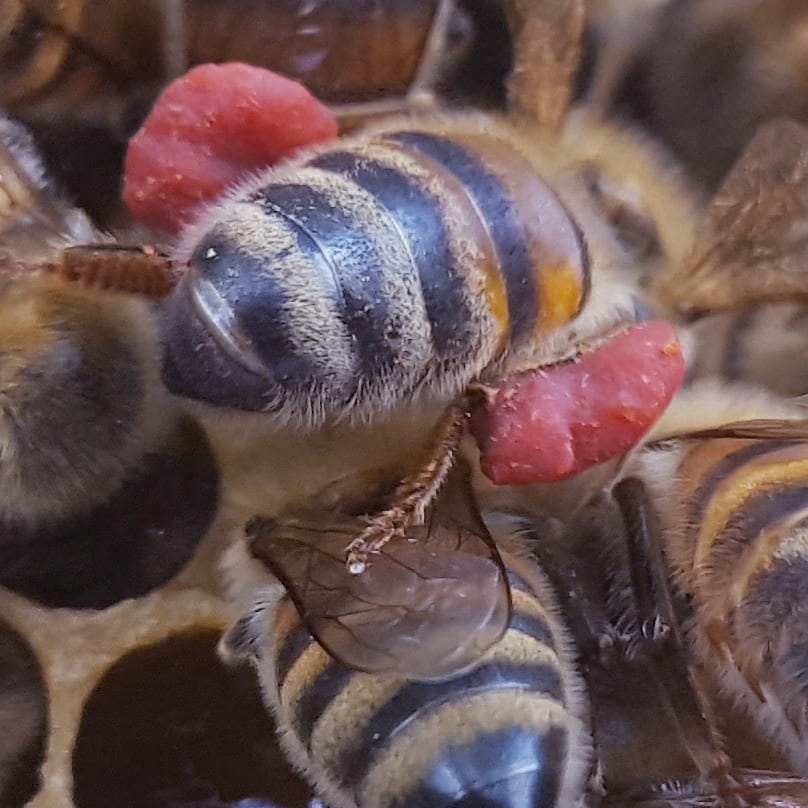 Pollen Test