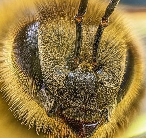 Pollen Test