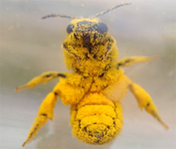 Pollen Test