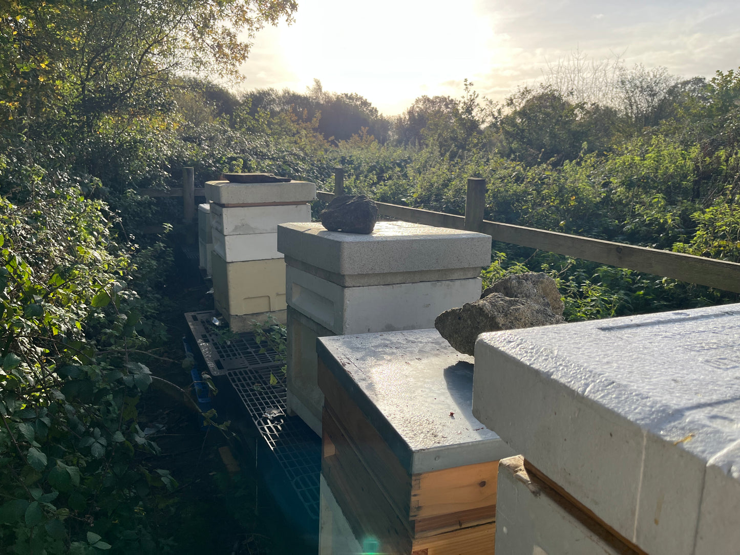 Non Branded Beehives - Hosted on our Charity/Farms